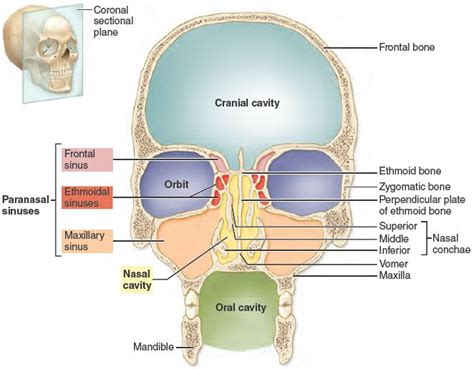 Nasal Cavity Anatomy Coronal Rhabdomyosarcoma Of The Nasal Cavity