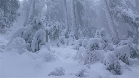 Wallpaper Landscape Forest Sky Snow Ice Frost Arctic Freezing