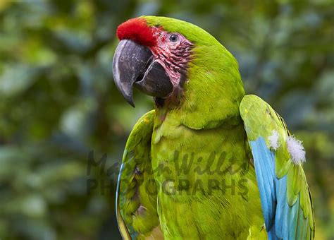 Buy Great Green Macaw Image Online Print And Canvas Photos Martin
