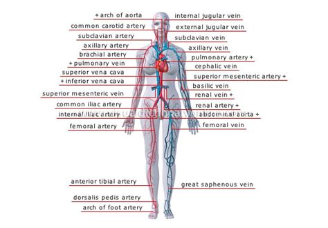 The aorta is the main systemic artery and the largest artery of the body. How many veins are in the human body? - Quora