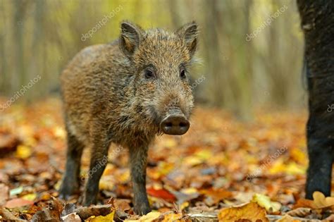 Wild Boar In The Forest In Autumn — Stock Photo © Kyslynskyy 36457503