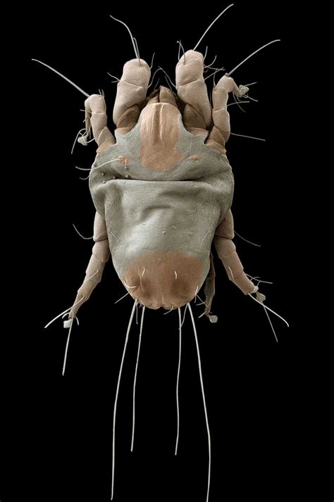 House Dust Mites Evolved A New Way To Protect Their Genome Macro