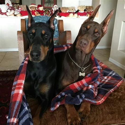 American doberman puppy litter with 8 black and tan puppies. Doberman puppies for adoption in nc