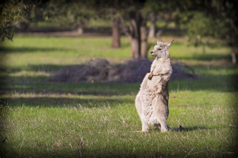photography by j m hoffman australian wildlife