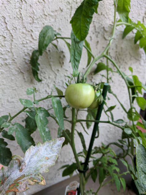 White Spots On Tomato Plant Leaves How To Get Rid Of