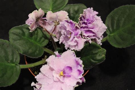 African Violet Louisiana Lullaby 2 Leaves