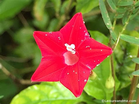 Flower garden hotel unawatuna sri lanka. Sri Lanka Flowers - Flowers Bright in Red - Leisure and Me