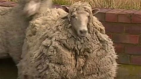 Super Fluffy Sheep In Australia Now 50 Pounds Lighter After Much Needed