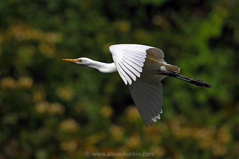 Bird Photography Tips Digital Photography Review
