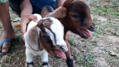 Baby Goat Sounds। Baby Goat Preaching Sounds। Best Goat Sound In