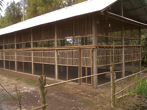 Sari Mulya Farm Kandang Ayam Boiler Di Bali
