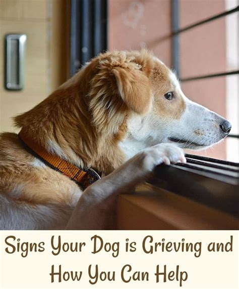 Signs Your Dog Is Grieving And How You Can Help Miss Molly Says