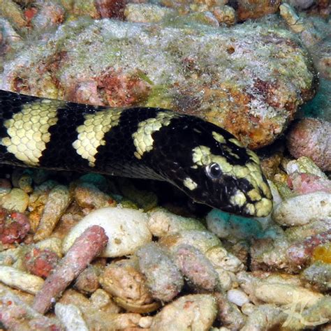Ringed Turtlehead Sea Snake Project Noah