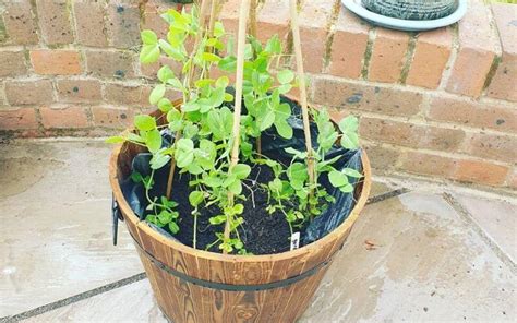 The Complete Guide To Growing Peas In Containers Gardening Chores
