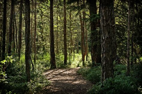 Free Images Nature Wilderness Hiking Trail Sunlight