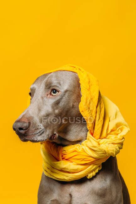 Adorable Purebred Weimaraner Dog With Yellow Headscarf On Head Sitting