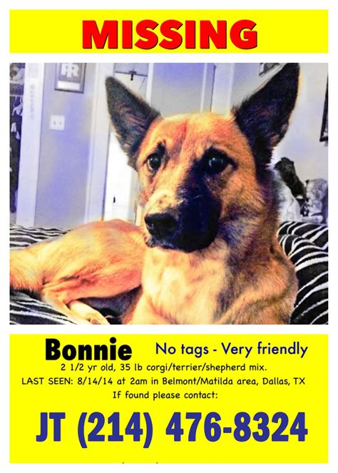 Missing Dog in East Dallas : r/Dallas