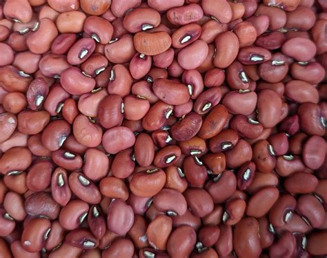 Red Ripper Southern Field Peas Cowpeas Seeds Organically Grown