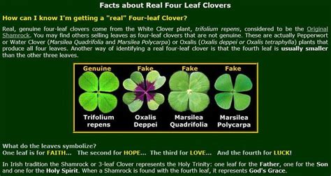 Four Leaf Clover Facts Clover Leaf Four Leaf Clover Clover Plant