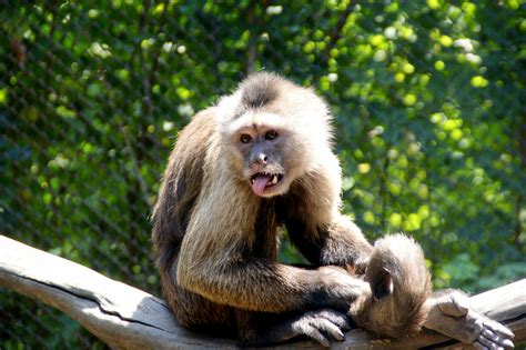 Animales Chango Mono Capuchino Zoologico Pelo Animals Monkey