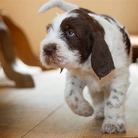 Brown Roan Italian Spinone Puppy Dog By Heidiannemorris Puppies Dogs