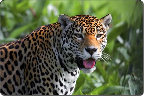 Vector green tropical forest jungle with parrots, jaguar, boa, peccary, harpy, monkey, frog, toucan, anaconda and butterflies. Jaguar(재규어)아마존 밀림의최강자