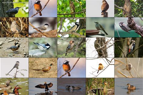 Birding Korea List Of Birds Of South Korea