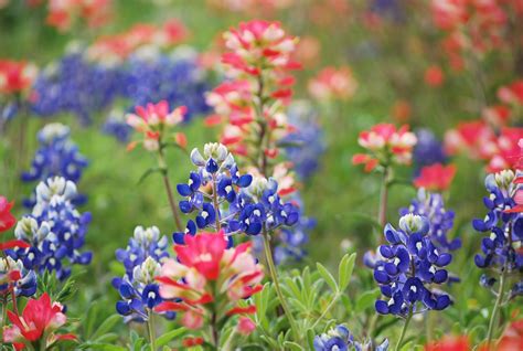 We're happy to also serve texas city, texas for flower delivery. The Benich Family: Texas Wildflowers