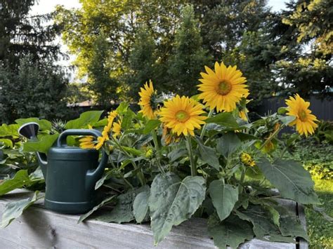 10 Dwarf Sunflowers To Grow 🌻🔍 Little Giants With Big Charm