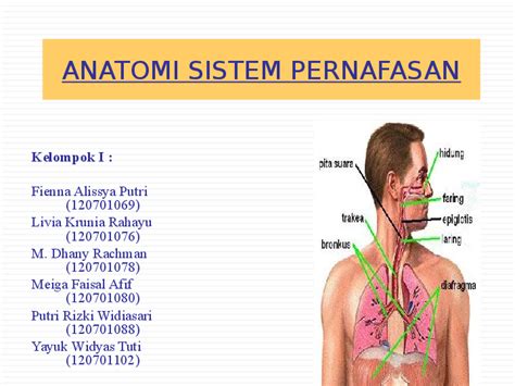 Struktur Anatomi Faring  ANATOMY STRUCTURE