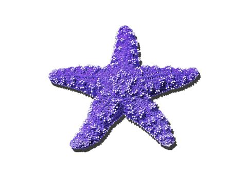 Sea Star Purple Png Greeting Card For Sale By Al Powell Photography Usa