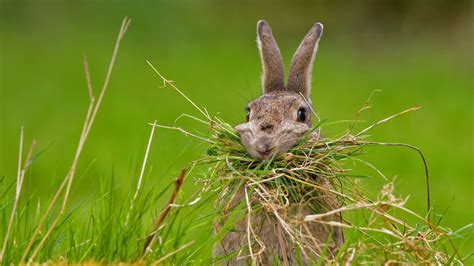 Nesting Rabbit Bing Wallpaper Download