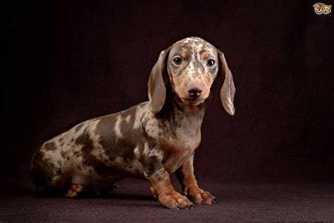 Maybe you would like to learn more about one of these? Double dapple Dachshund dogs and their problems | Pets4Homes