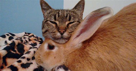 Cat And Rabbit Love Cat Meme Stock Pictures And Photos