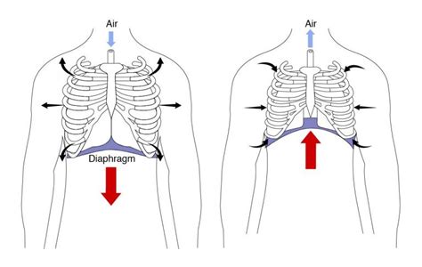 The Diaphragm Life And Breath Physio Dynamik
