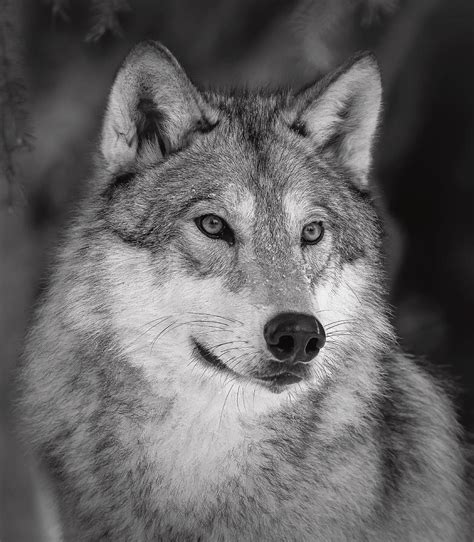 Wolf Photograph Grey Wolf Bw Portrait By Athena Mckinzie In 2020