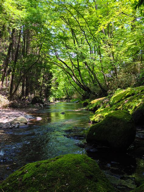 Free Images Tree Nature Creek Wilderness Sunlight Leaf River