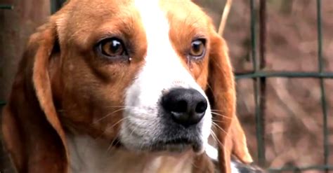 Beagles Rescued From Vivisection Breeding Facility In Spain