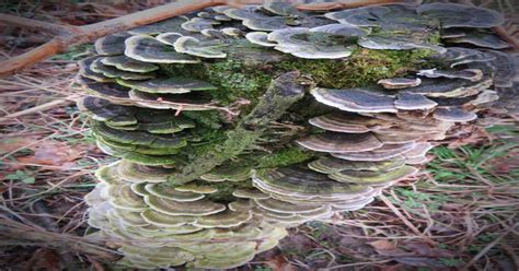 Guided Hike Wild Mushrooms Of Northwest Indiana Nwilife