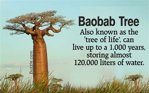 34 facts about baobab trees