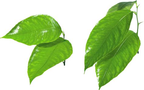 Free Leaves Png Images Download Free Leaves Png Images Png Images Free Cliparts On Clipart Library