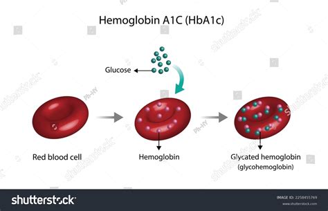 Hemoglobin A C Hba C Blood Glycated Hemoglobin Stock Vector Royalty Free Shutterstock