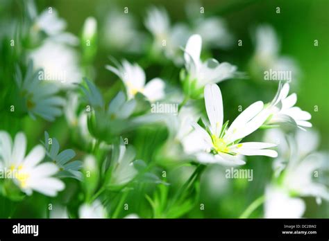 White Spring Flowers Nature Background Stock Photo Alamy