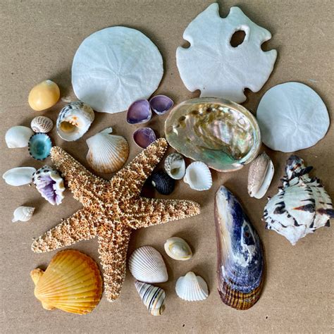 Sand Dollar Starfish Seashell Collection Sea Things Ventura