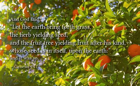 “let The Earth Bring Forth Grass The Herb Yielding Seed And The Fruit Tree Yielding Fruit