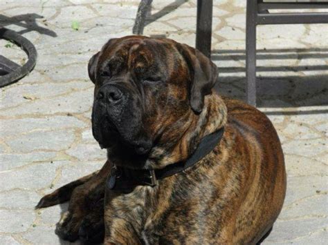 Akc Bullmastiff Puppies Ready New Years Champion Lines For Sale In