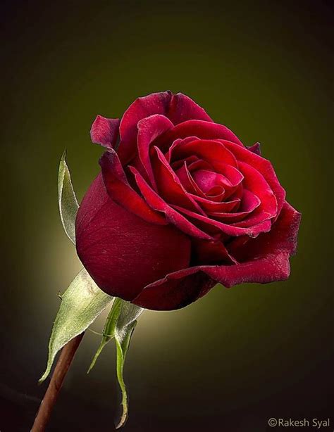 A Single Rose Is My Garden Rakesh Syal Photography Love Rose Flower