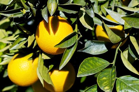 Maybe you would like to learn more about one of these? WHY ARE MY ORANGE TREE LEAVES TURNING YELLOW? |The Garden ...
