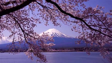 Mount Fuji And Blooming Cherry Blossoms Yamanashi Prefecture Japan
