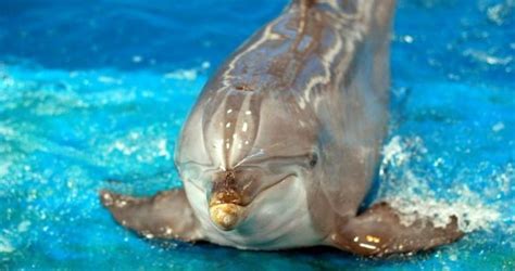 Libro para colorear de mandala. Cómo respiran los delfines y por dónde lo hacen | Animales